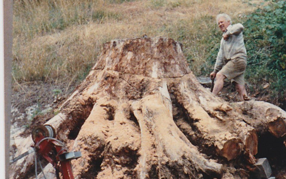 Man walking on a big tree stump